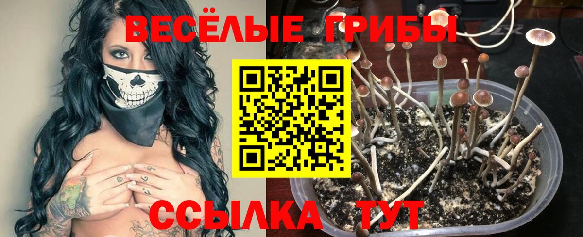 Псилоцибиновые грибы Psilocybe  Вход с VPN  Галлюциногенные грибы GOLDEN TEACHER  Карабулак 
